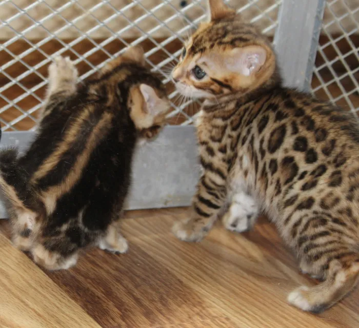 Honey Creek Cats Picture 6
