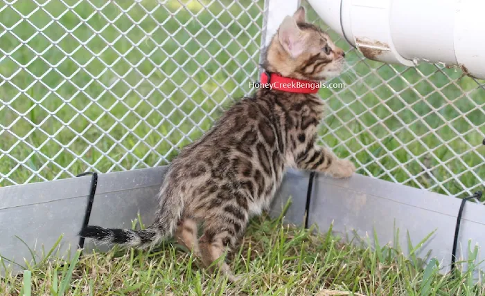 Honey Creek Cats Picture 4