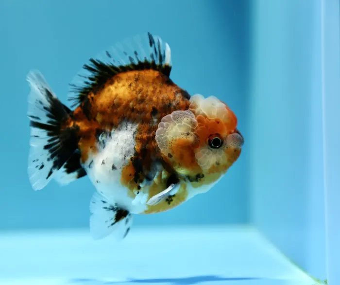 Jimmy Goldfish Picture 7