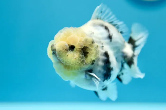 Jimmy Goldfish Picture 8
