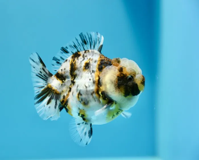 Jimmy Goldfish Picture 9