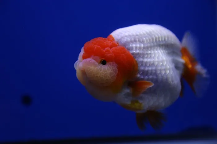 Jimmy Goldfish Picture 5