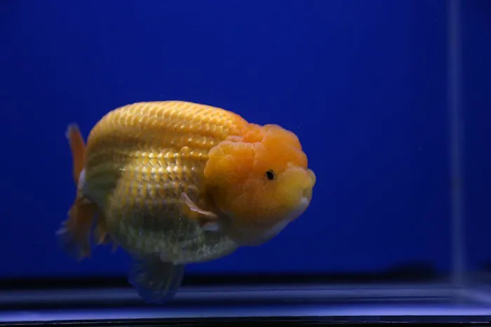 Jimmy Goldfish Picture 1