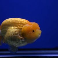 Jimmy Goldfish ico