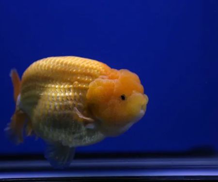Jimmy Goldfish