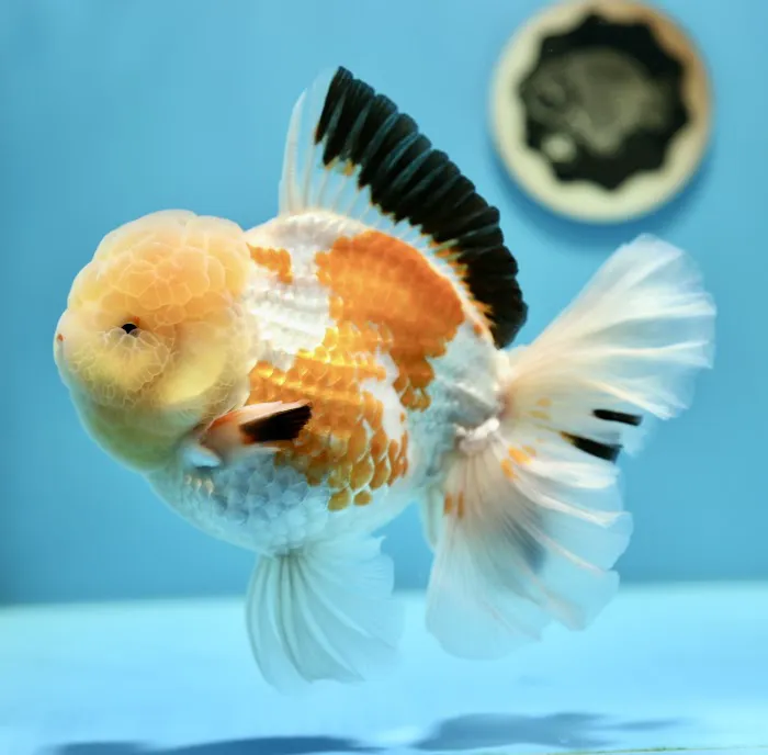 Jimmy Goldfish Picture 4