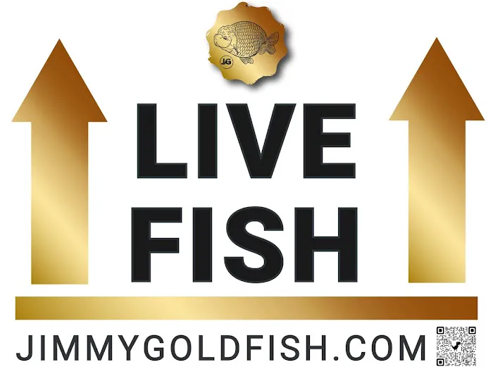 Jimmy Goldfish Picture 10