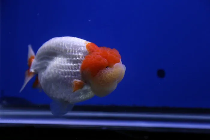 Jimmy Goldfish Picture 3