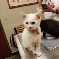 Good Hope Animal Hospital ico