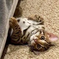 Bengals Forever ico