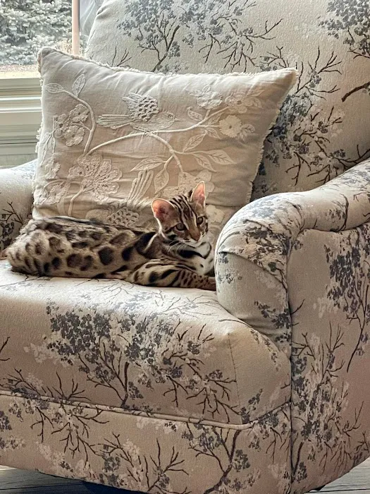 Bengals Forever Picture 3