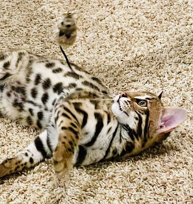 Bengals Forever Picture 6