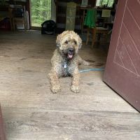Muncy Veterinary Center ico