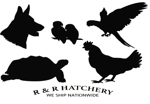 R&R Hatchery Picture 1