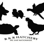 R&R Hatchery