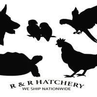 R&R Hatchery ico