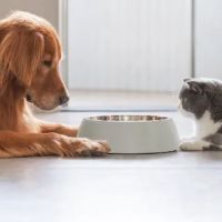 Kanu Pet - Brickell ico