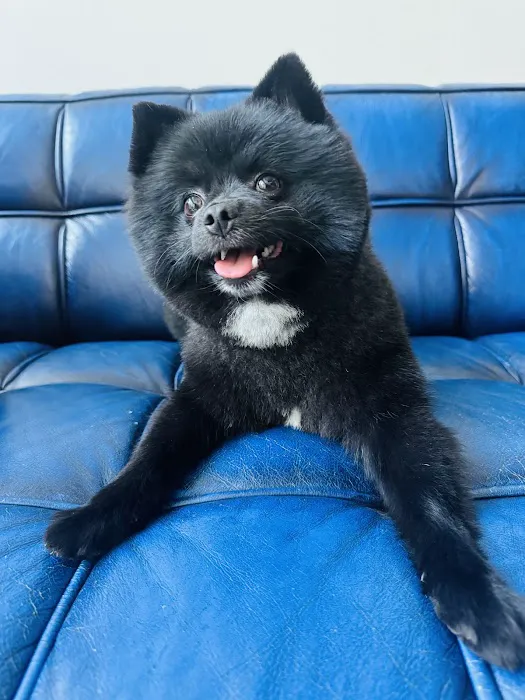 Kanu Pet - Brickell Picture 5
