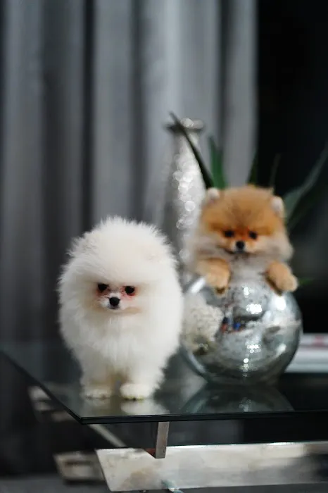 Teacup Pomeranian puppies Florida Picture 1