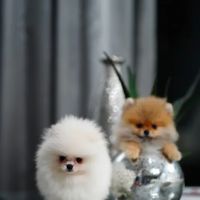 Teacup Pomeranian puppies Florida ico