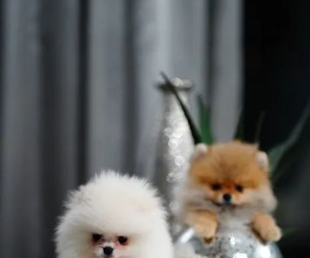 Teacup Pomeranian puppies Florida