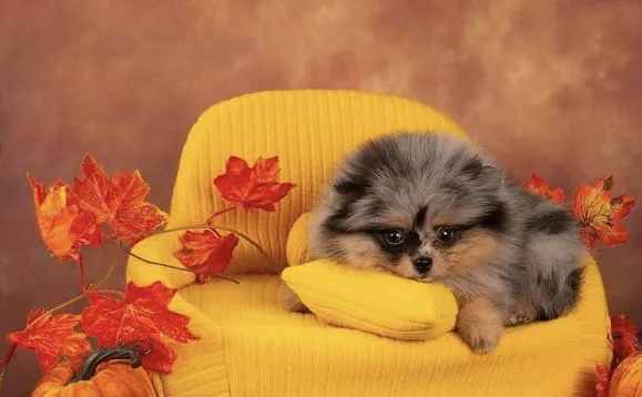 Teacup Pomeranian puppies Florida Picture 5