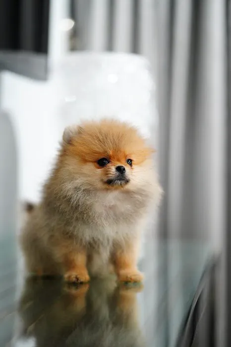 Teacup Pomeranian puppies Florida Picture 10