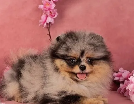 Teacup Pomeranian puppies Florida Picture 4