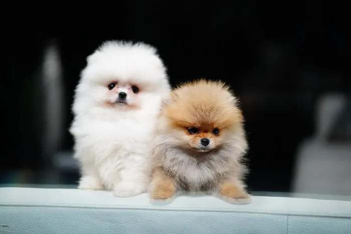 Teacup Pomeranian puppies Florida Picture 6