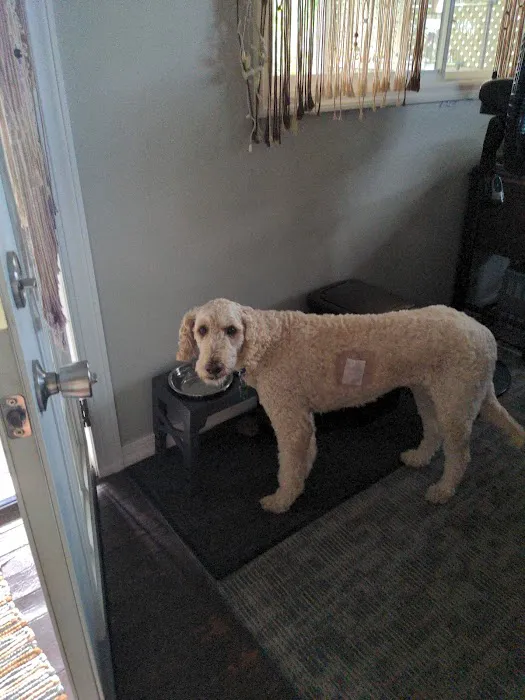 The Animal Hospital on the Golden Strip Picture 2