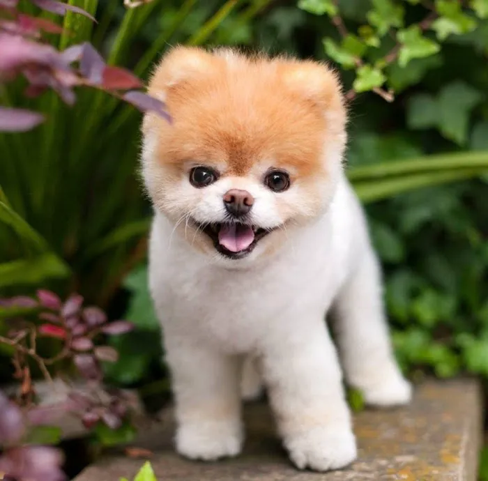 Pomeranian Puppies Miami Picture 9