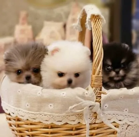 Pomeranian Puppies Miami Picture 3