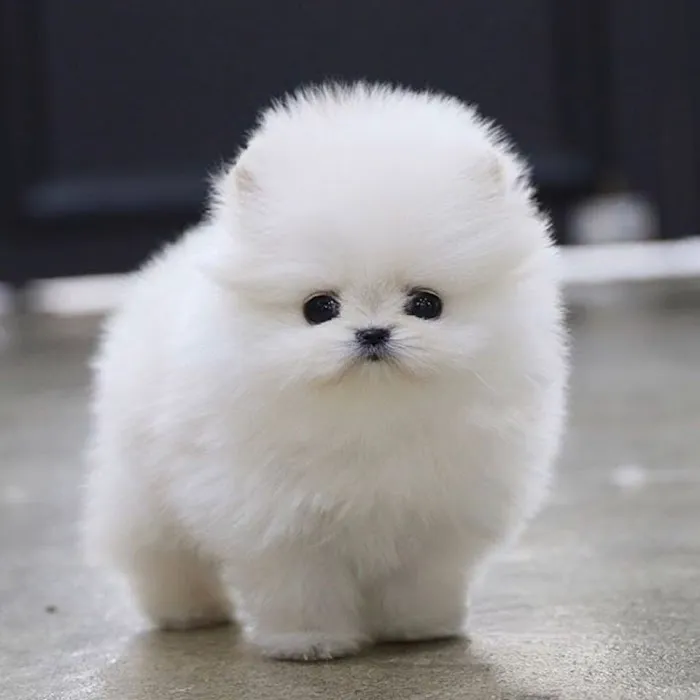 Pomeranian Puppies Miami Picture 4