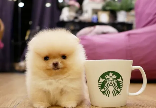 Pomeranian Puppies Miami Picture 7