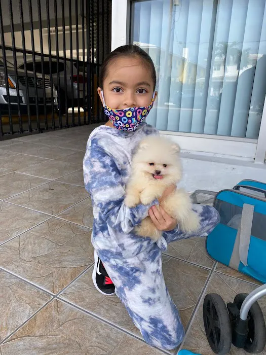 Pomeranian Puppies Miami Picture 6