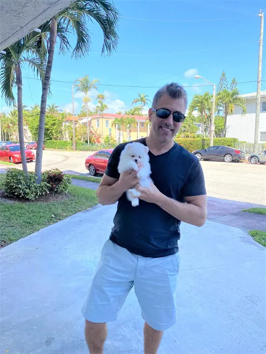 Pomeranian Puppies Miami Picture 5