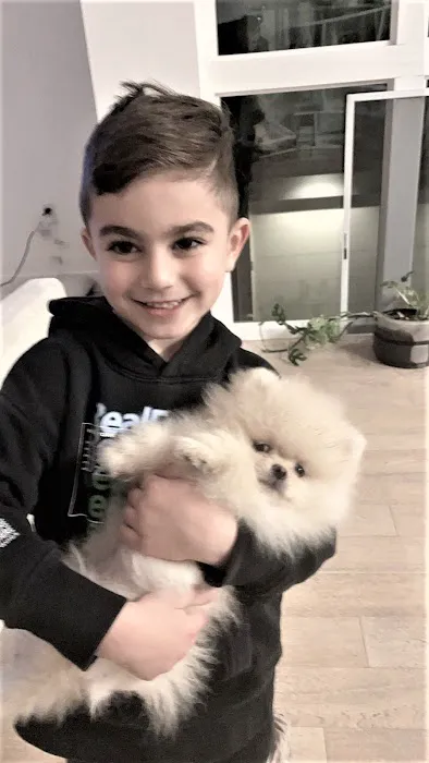 Pomeranian Puppies Miami Picture 1