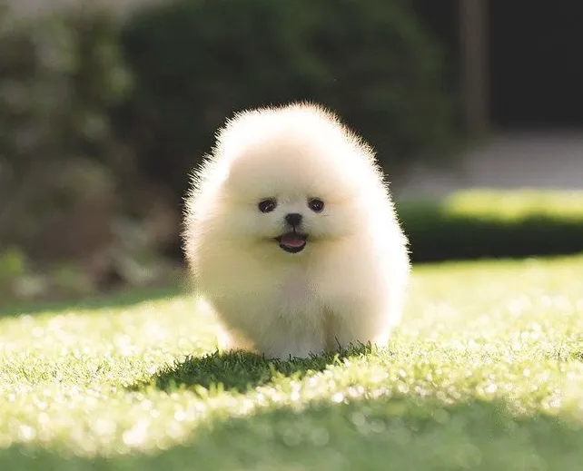 Pomeranian Puppies Miami Picture 8