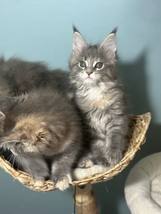 Tassel Tale Maine Coons Picture 3