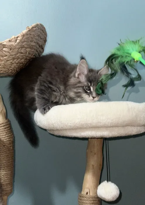Tassel Tale Maine Coons Picture 2