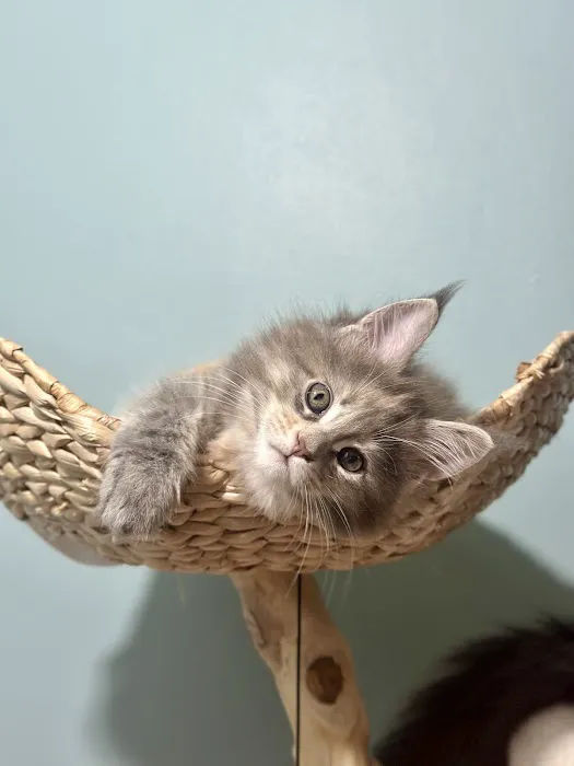 Tassel Tale Maine Coons Picture 4