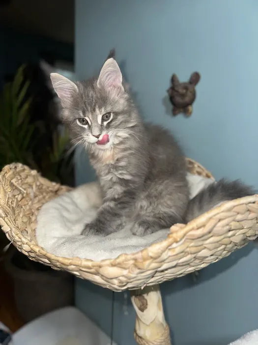 Tassel Tale Maine Coons Picture 1