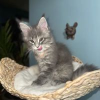 Tassel Tale Maine Coons ico