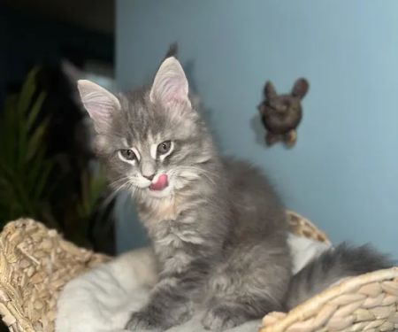 Tassel Tale Maine Coons