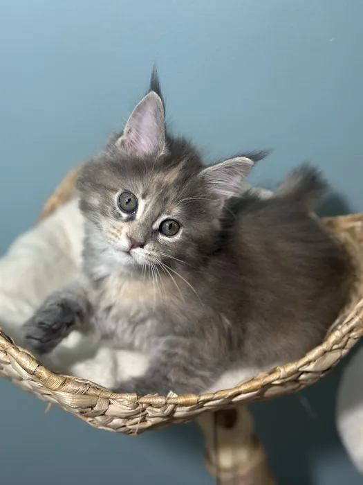 Tassel Tale Maine Coons Picture 7