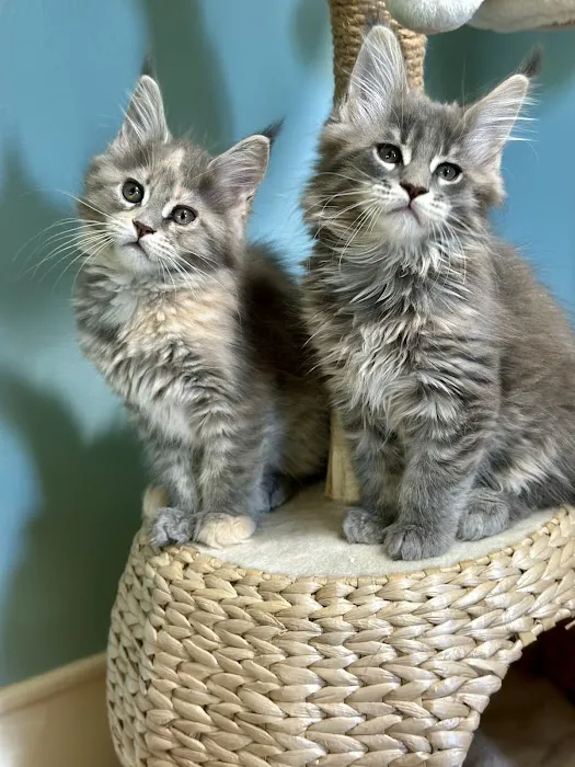 Tassel Tale Maine Coons Picture 5