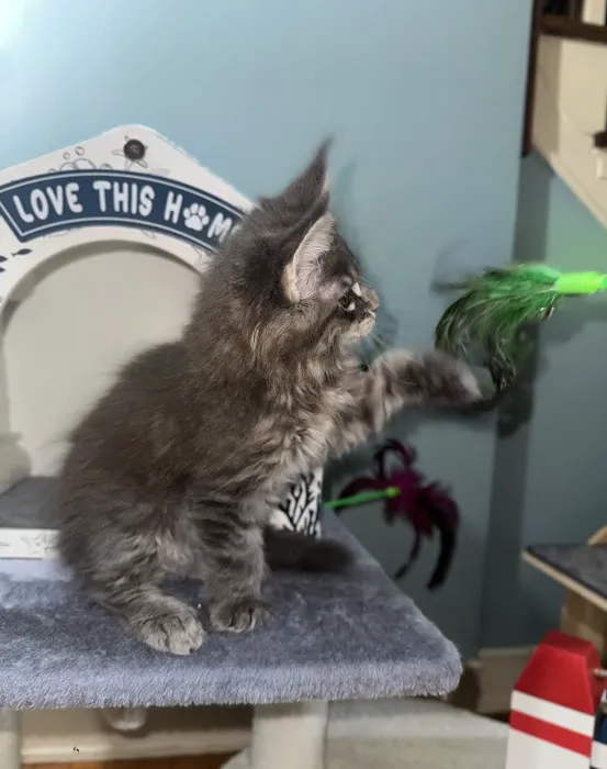 Tassel Tale Maine Coons Picture 6
