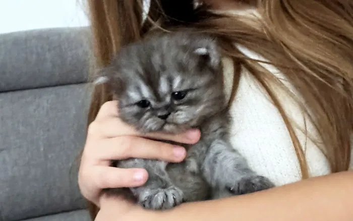Persian Kittens Picture 1