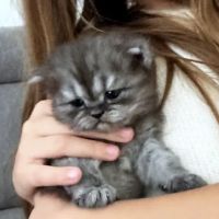 Persian Kittens ico