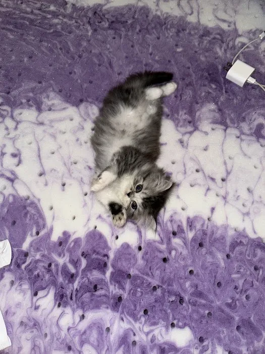 Persian Kittens Picture 2